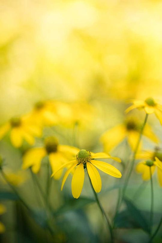 Natur der Blumen im Garten unter Verwendung einer natürlichen Flora-Tapete als Deckblatthintergrund oder einer Vorlage für die Landingpage-Designbroschüre