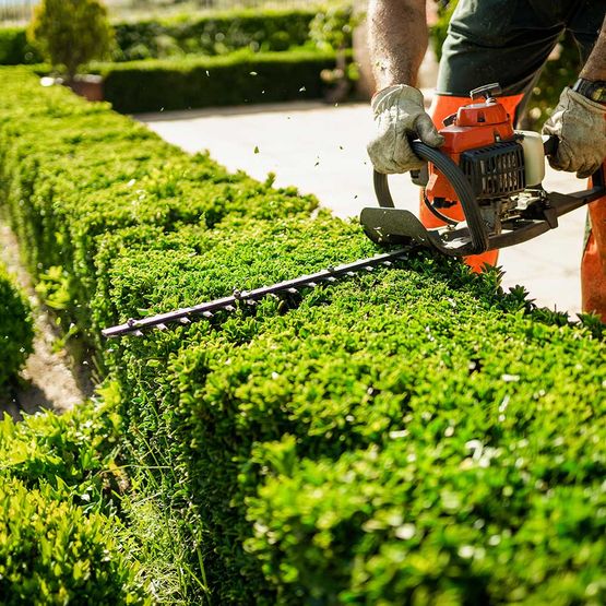 Haus- und Gartenkonzept. Heckenschere im Einsatz. Strauchschnittarbeiten