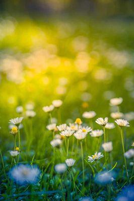 Entspannende Soft-Fokus-Sonnenuntergang-Feldlandschaft mit gelben Blumen, Graswiese, warmer goldener Stunde, Sonnenuntergang, Sonnenaufgang.